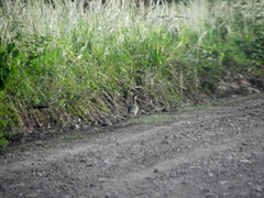 Nothoprocta cinerascens