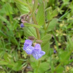 Scutellaria parvula