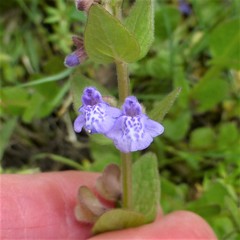 Scutellaria parvula