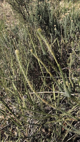Serruria trilopha, photograph 1