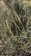Serruria trilopha, photograph (c) Caroline Voget, some rights reserved (CC BY)