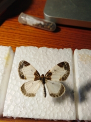 Mesoleuca albicillata