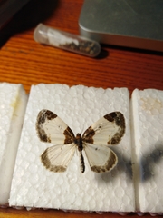 Mesoleuca albicillata