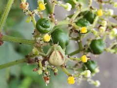 Ebrechtella pseudovatia