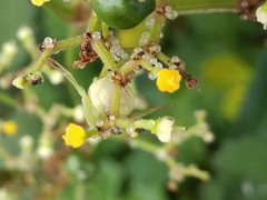 Ebrechtella pseudovatia