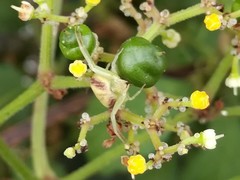 Ebrechtella pseudovatia