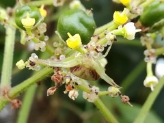 Ebrechtella pseudovatia