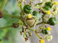 Ebrechtella pseudovatia