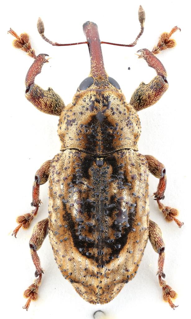 Heilipodus coronatus
