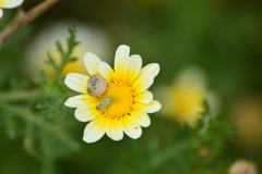Closterotomus norwegicus