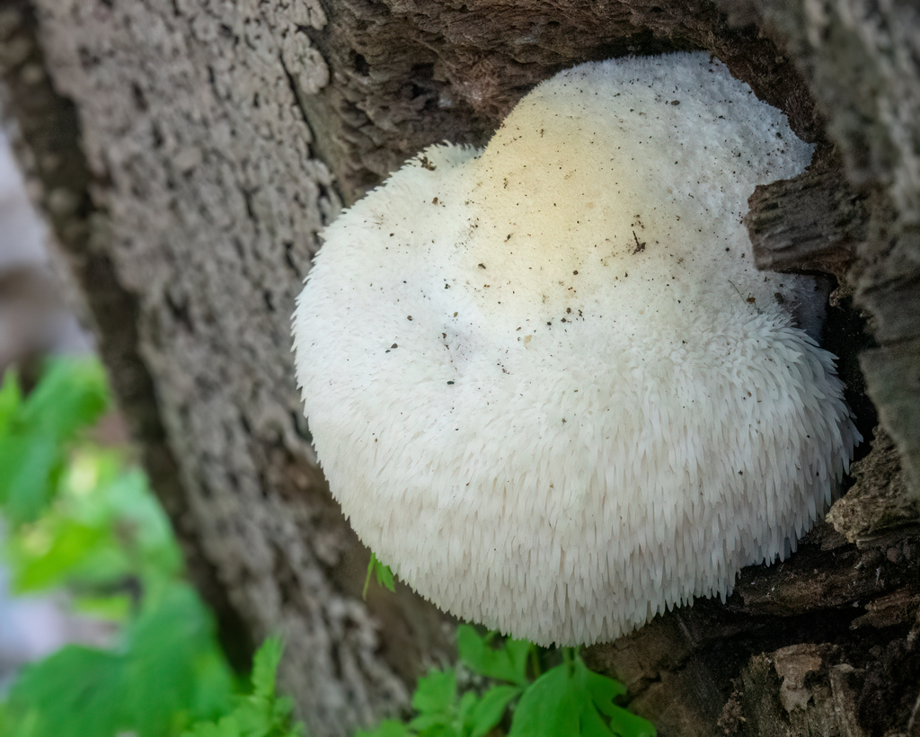 Hericium erinaceus · April 2026 · photo: © jeffnoh (iNaturalist, cc-by)