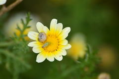 Closterotomus norwegicus