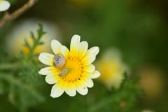 Closterotomus norwegicus