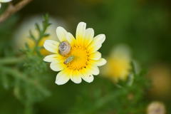 Closterotomus norwegicus