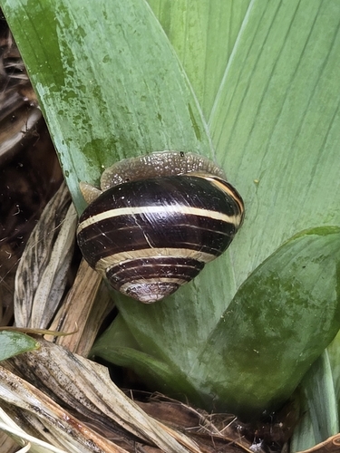 Cepaea nemoralis