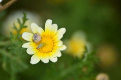 Closterotomus norwegicus