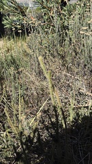 Serruria trilopha, photograph (c) Caroline Voget, some rights reserved (CC BY)