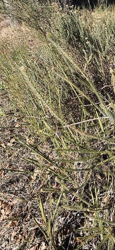 Serruria trilopha, photograph 3