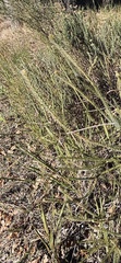 Serruria trilopha, photograph (c) Caroline Voget, some rights reserved (CC BY)