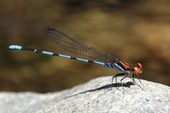 Argia oenea