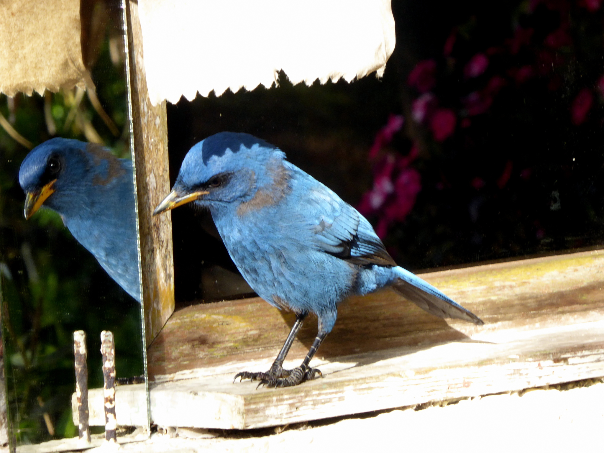 Unicoloured Jay illustration