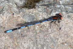 Argia oenea