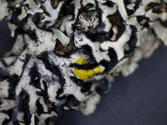 Hypogymnia incurvoides