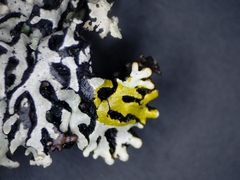Hypogymnia incurvoides