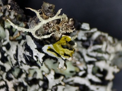 Hypogymnia incurvoides