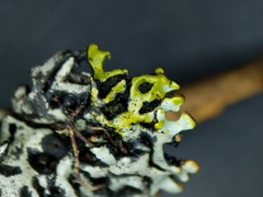 Hypogymnia incurvoides