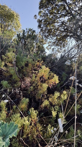 Serruria cyanoides, photograph 4