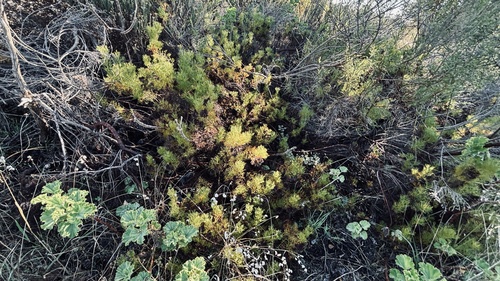 Serruria cyanoides, photograph 3