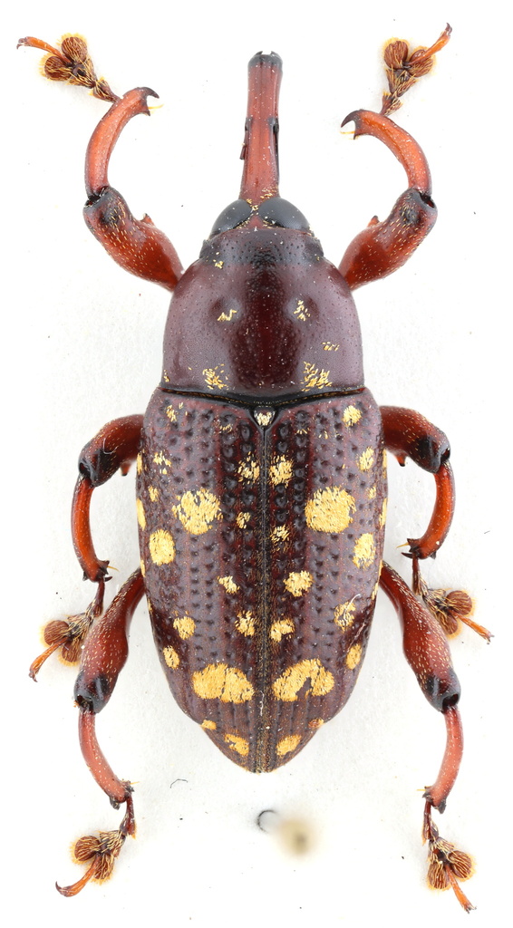 Marshallius pardalis