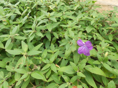 Ruellia squarrosa