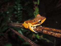 Polypedates macrotis