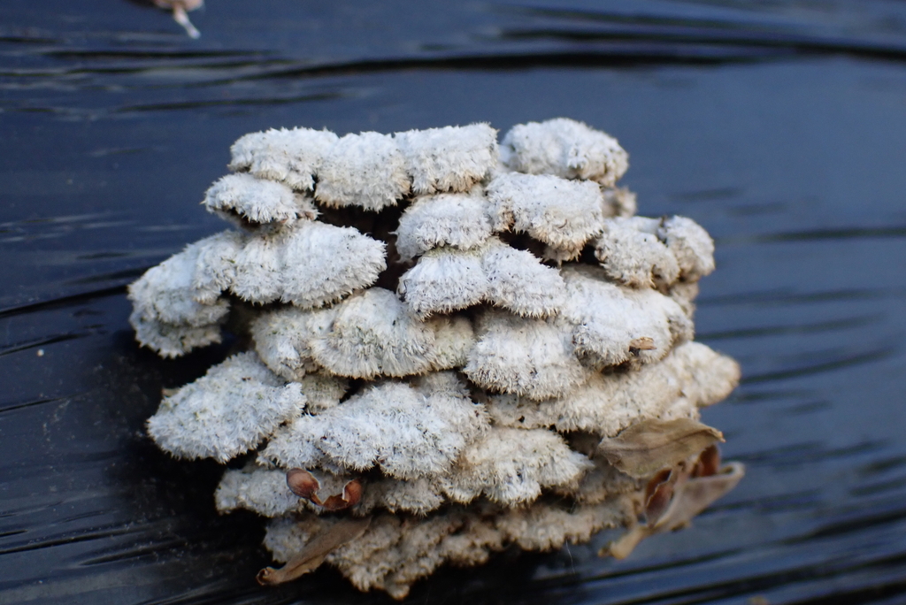 Schizophyllum commune · April 2026 · photo: © kh-c (iNaturalist, cc0)