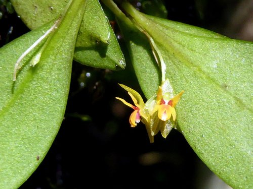 Lepanthes quetzalensis image