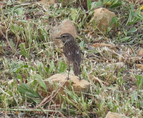 Avistamiento Saxicola rubicola