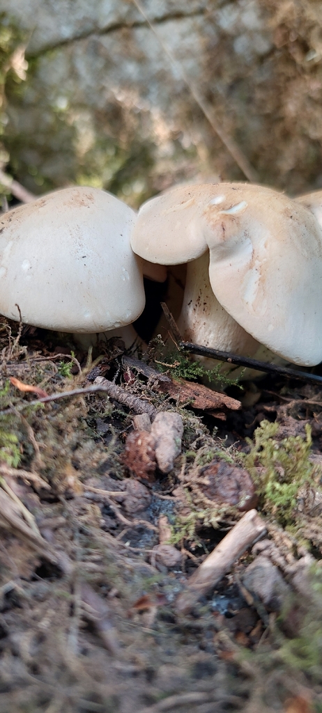 Calocybe gambosa · April 2026 · photo: © suedowning (iNaturalist, cc0)