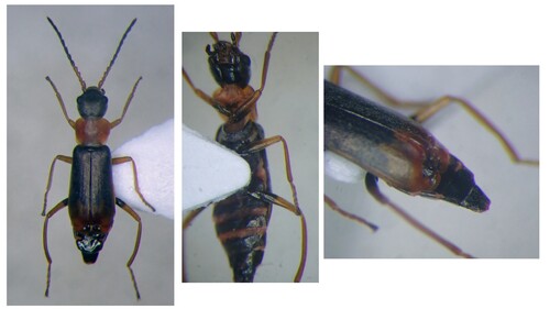 Cerapheles lateplagiatus