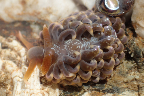 Spurilla neapolitana