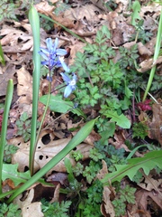 Scilla forbesii