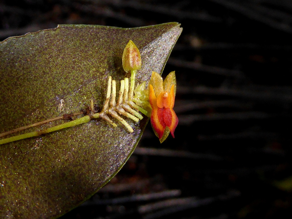 Lepanthes scopula