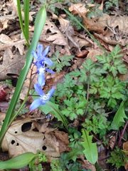 Scilla forbesii