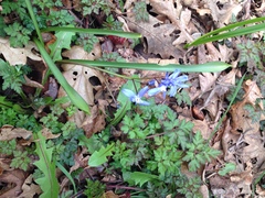 Scilla forbesii