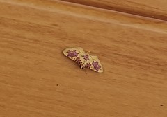 Conogethes haemactalis