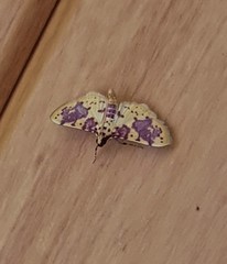 Conogethes haemactalis