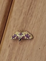Conogethes haemactalis