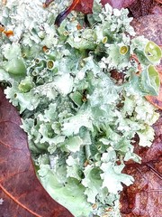 Parmotrema submarginale