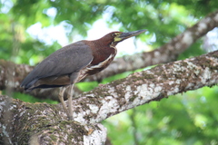 Tigrisoma lineatum